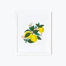 DUP - Rifle Paper Co 8x10 Art Print - Lemon Blossom