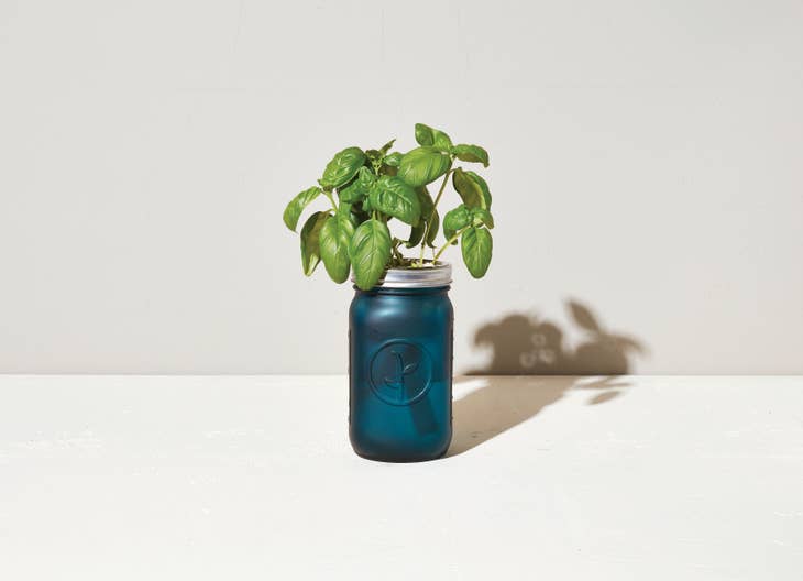 Garden Jar - Basil