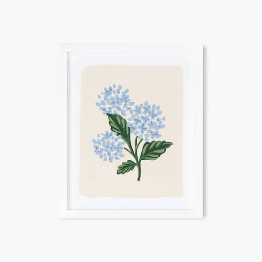 Rifle Paper Co 8x10 Art Print - Hydrangea Bloom Cream