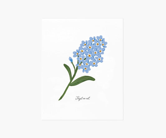 Rifle Paper Co 11x14 Art Print - Forget-Me-Not