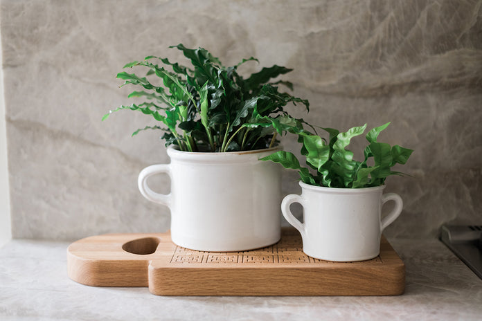 olive pot planter Italian Olive Jar Crock